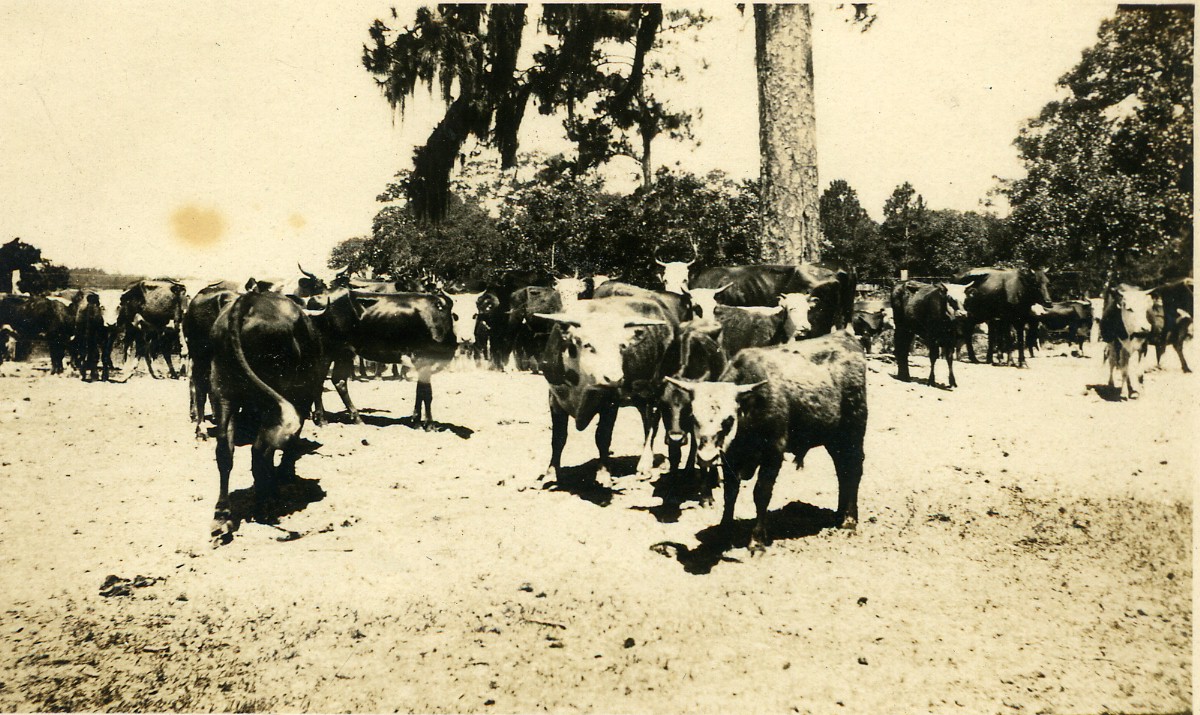 2-7 Douts cows near Mosquito Creek.jpg